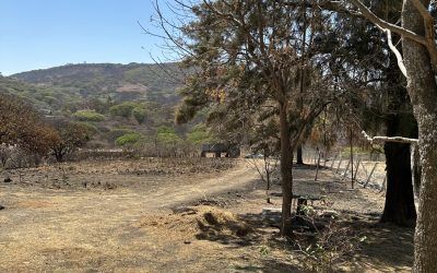 Terreno Venta El Roble Zapopan Fraccionamiento Los Robles 1000 Metros cuadrados 50 x 20 se encuentra después del club de la UDG